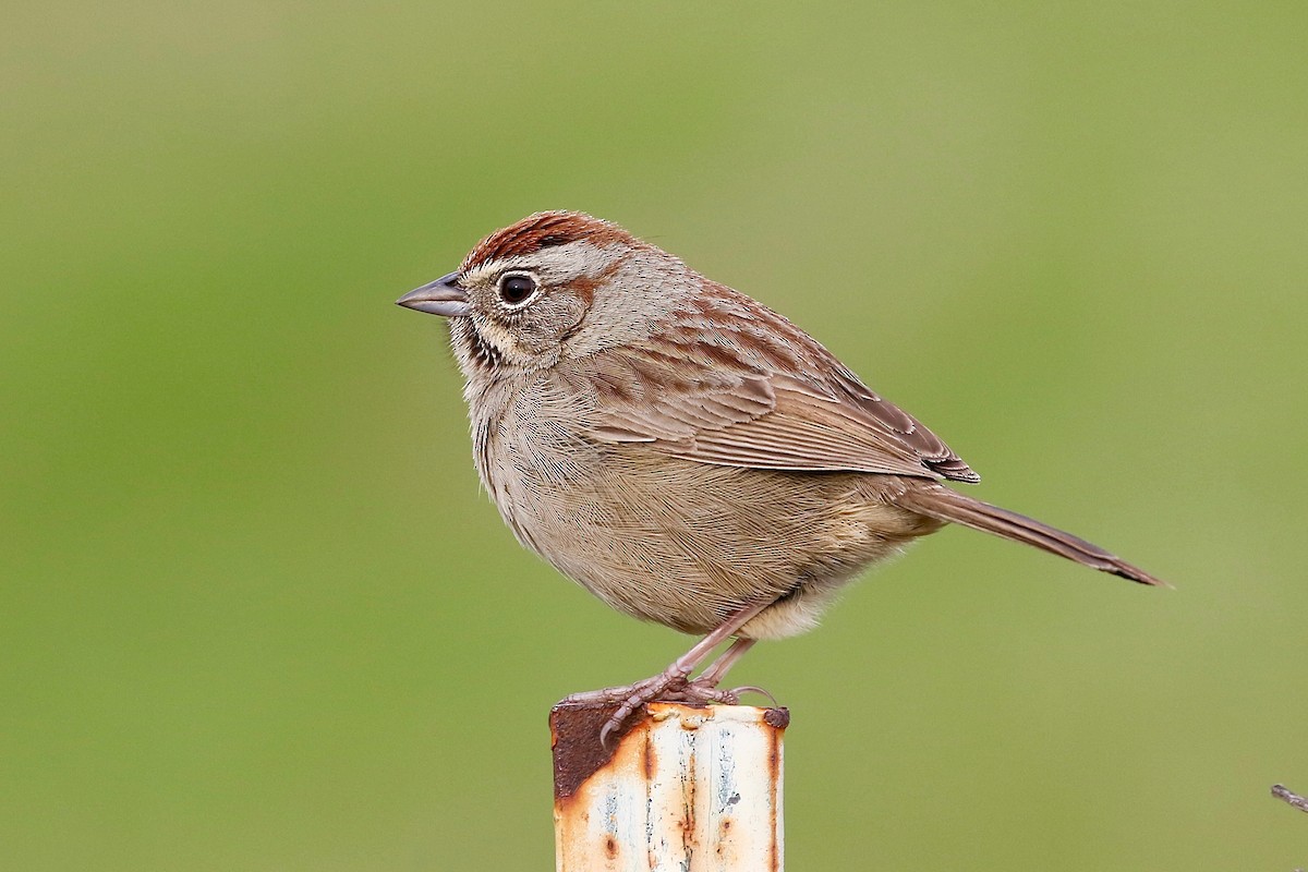 Rufous-crowned Sparrow - Mark Stephenson