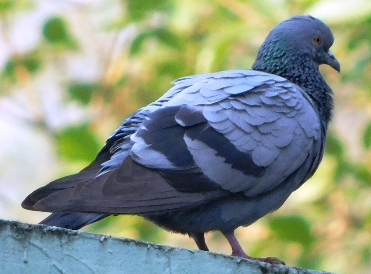 Rock Pigeon (Feral Pigeon) - ML89078201