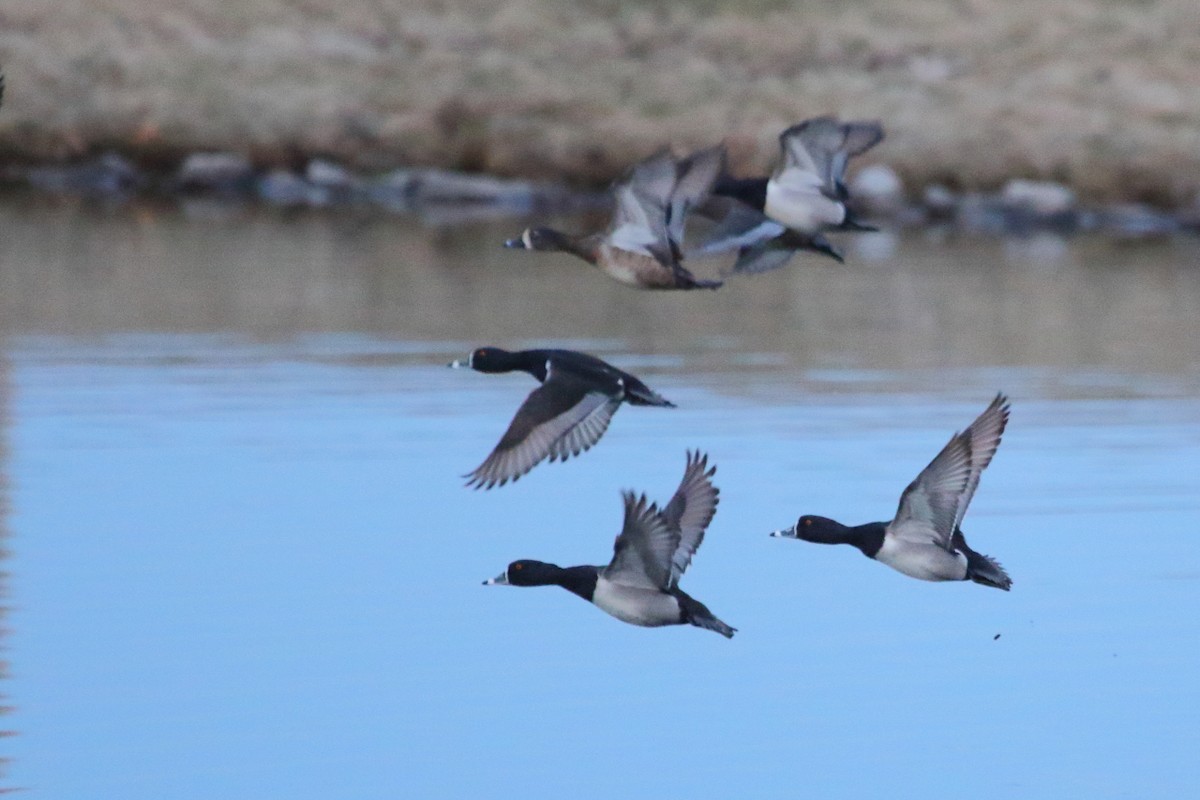 Ring-necked Duck - Jeff Bryant