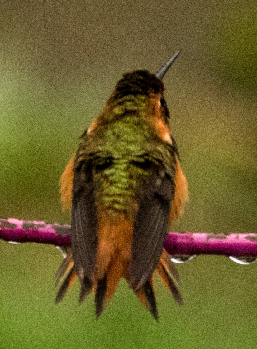 Allen's Hummingbird - ML89079051