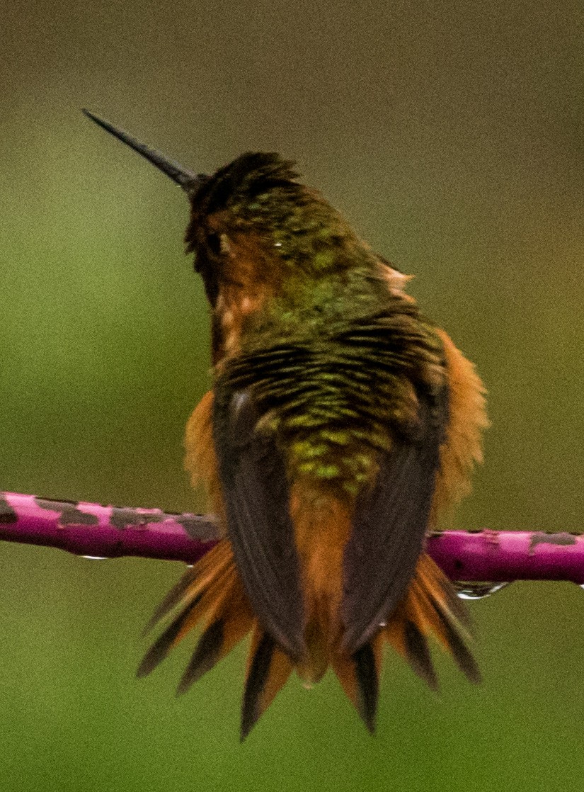 Allen's Hummingbird - ML89079061