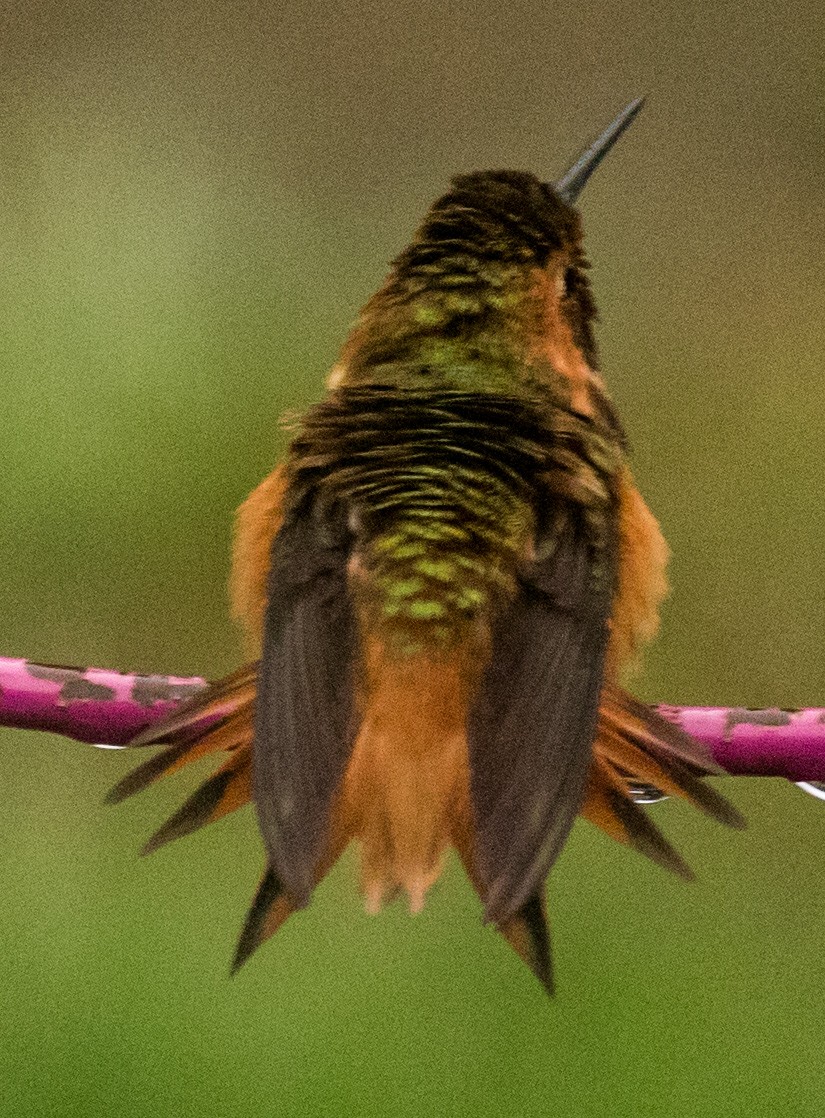 Allen's Hummingbird - ML89079071