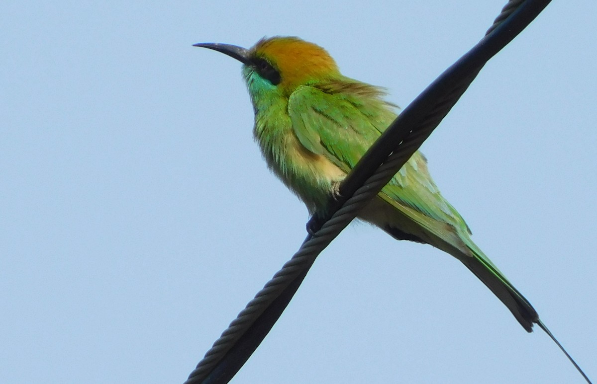 Asian Green Bee-eater - ML89079171