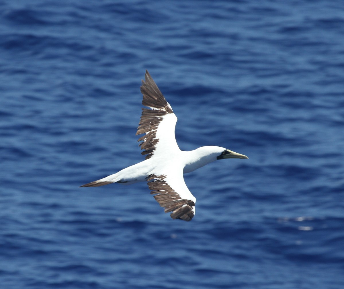 Masked Booby - ML89081271