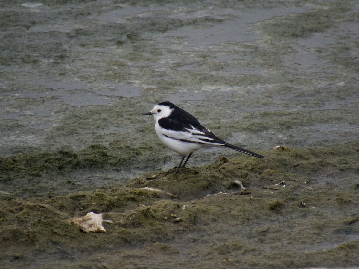 White Wagtail (Chinese) - Kyle Price