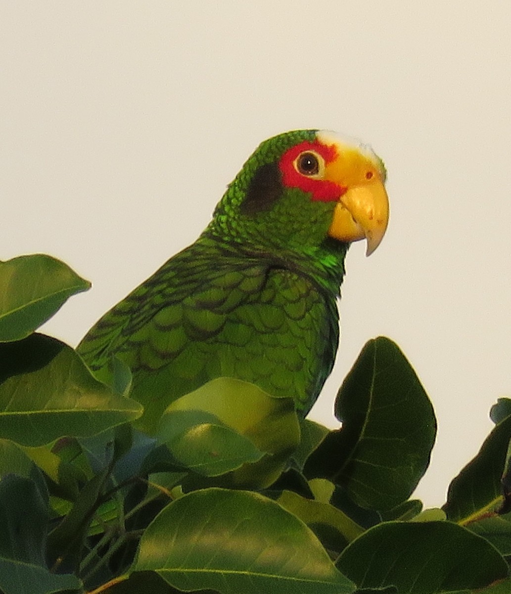 Yellow-lored Parrot - ML89083401