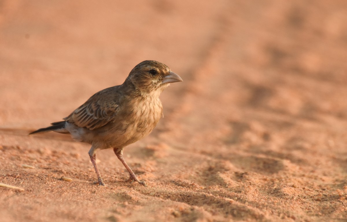 Ashy-crowned Sparrow-Lark - ML89084211