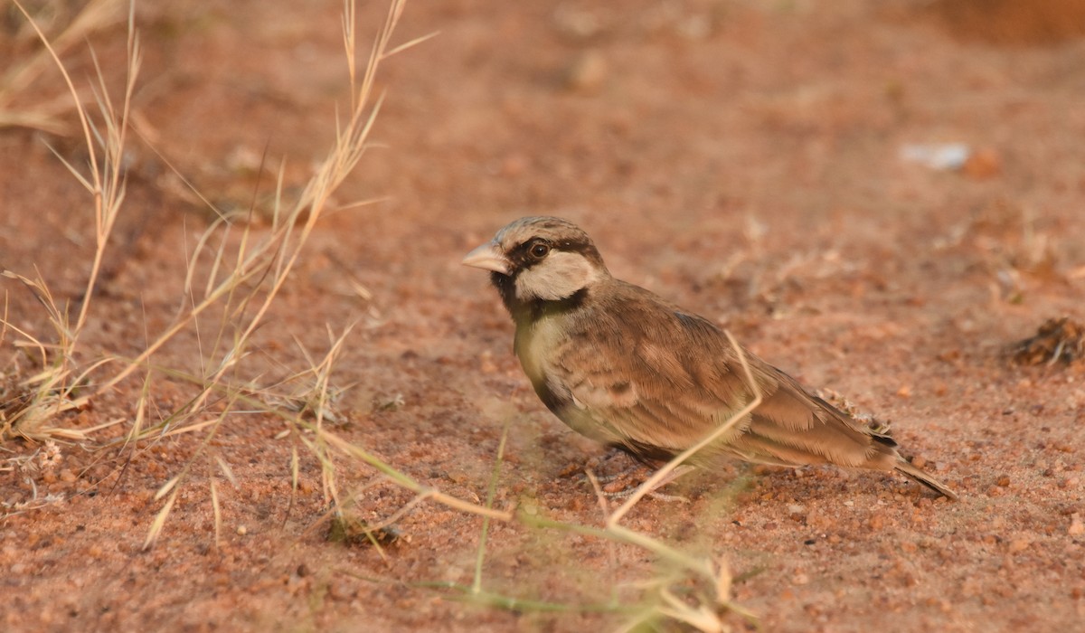 Ashy-crowned Sparrow-Lark - ML89084221