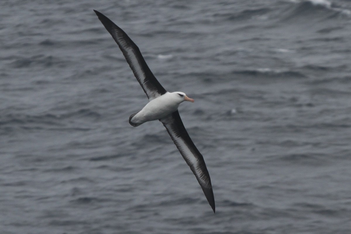 Black-browed Albatross - James (Jim) Holmes