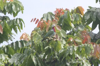 White-headed Fruit-Dove, ML89085871