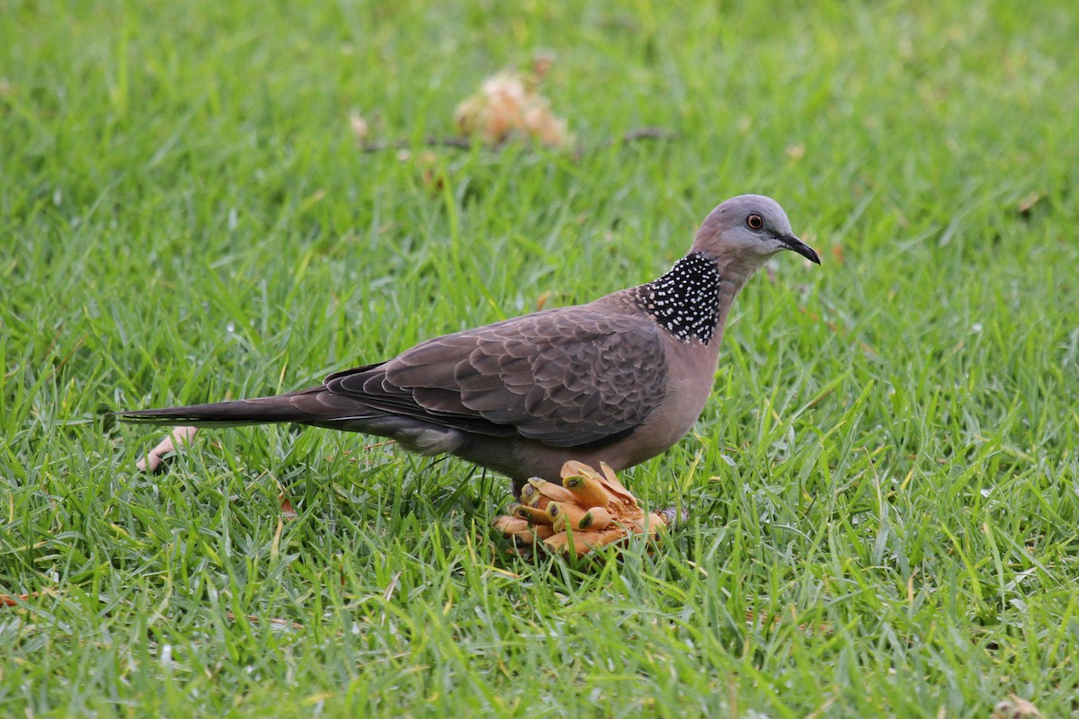 Spotted Dove - ML89087071