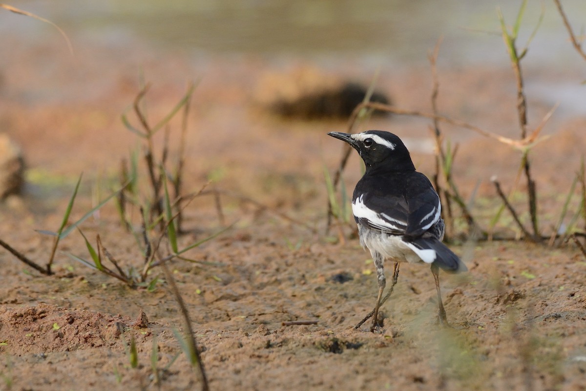 White-browed Wagtail - ML89090061