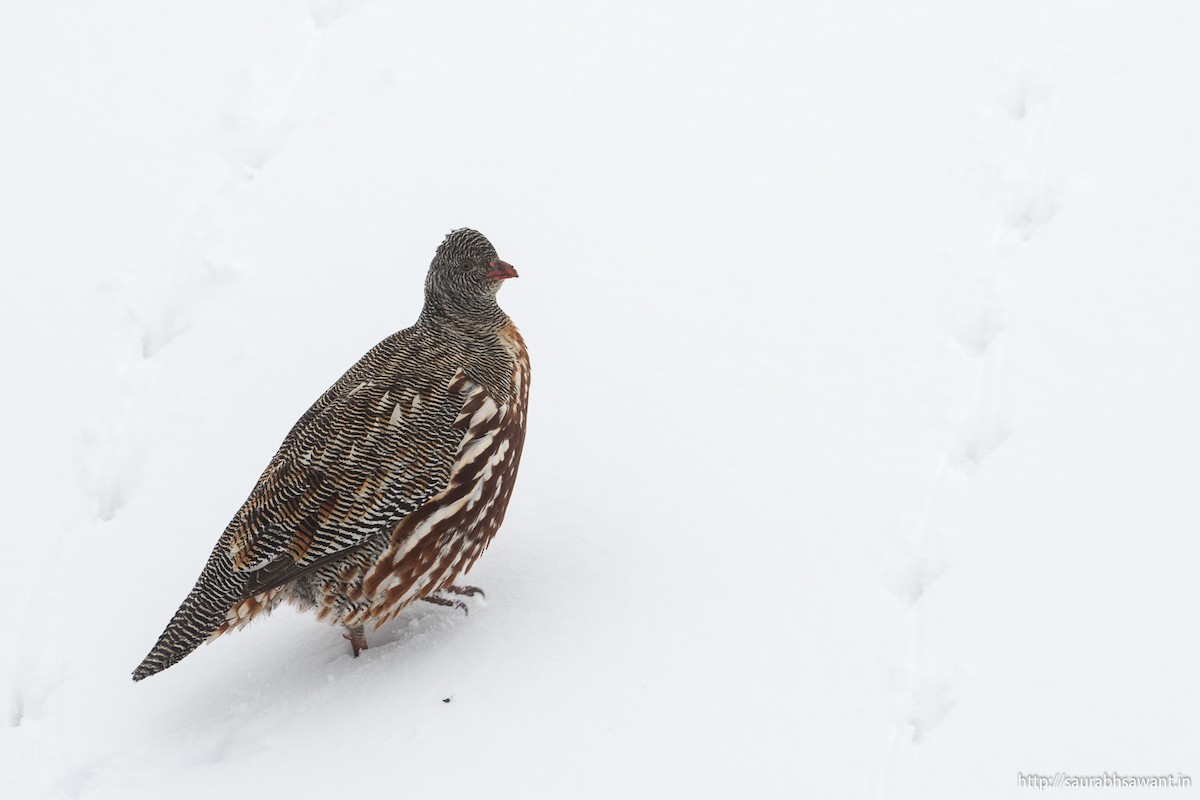 Snow Partridge - ML89091991
