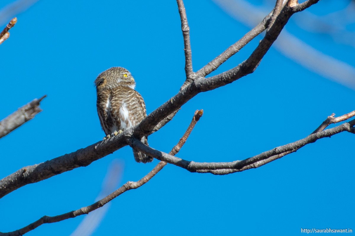 Collared Owlet - Saurabh Sawant