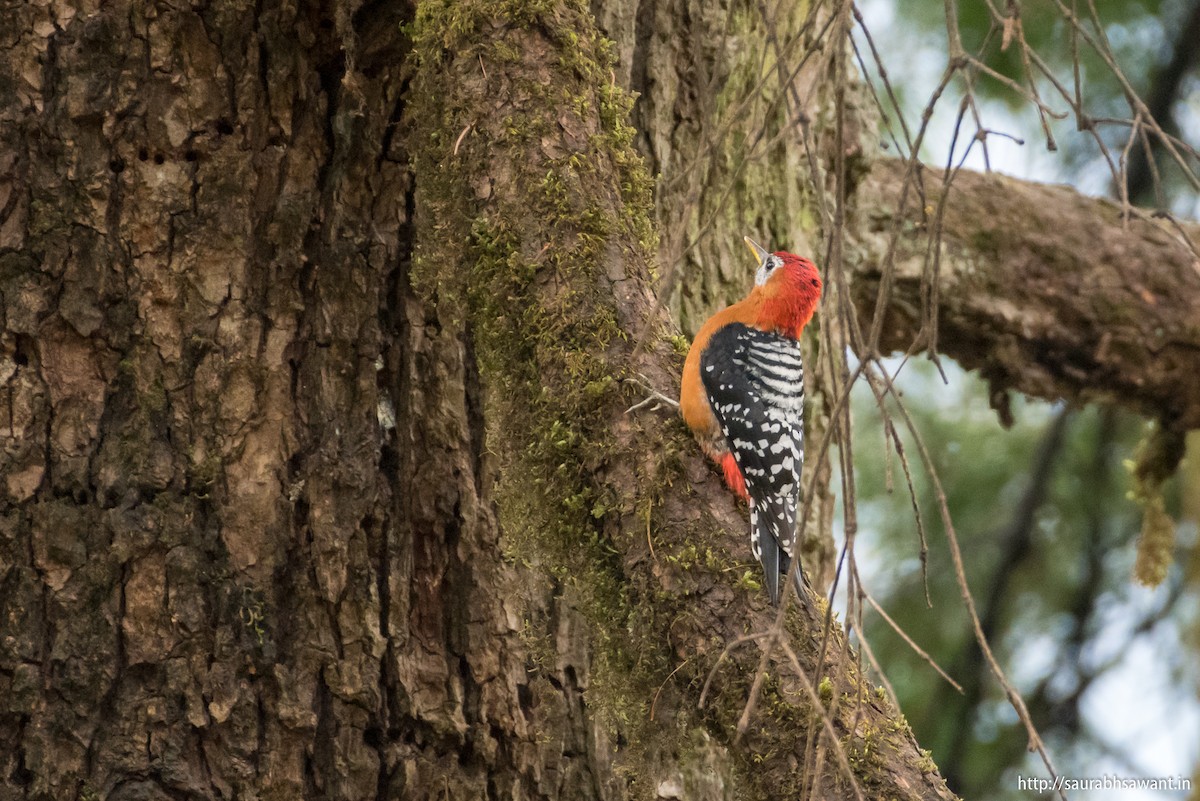 Rufous-bellied Woodpecker - ML89092571