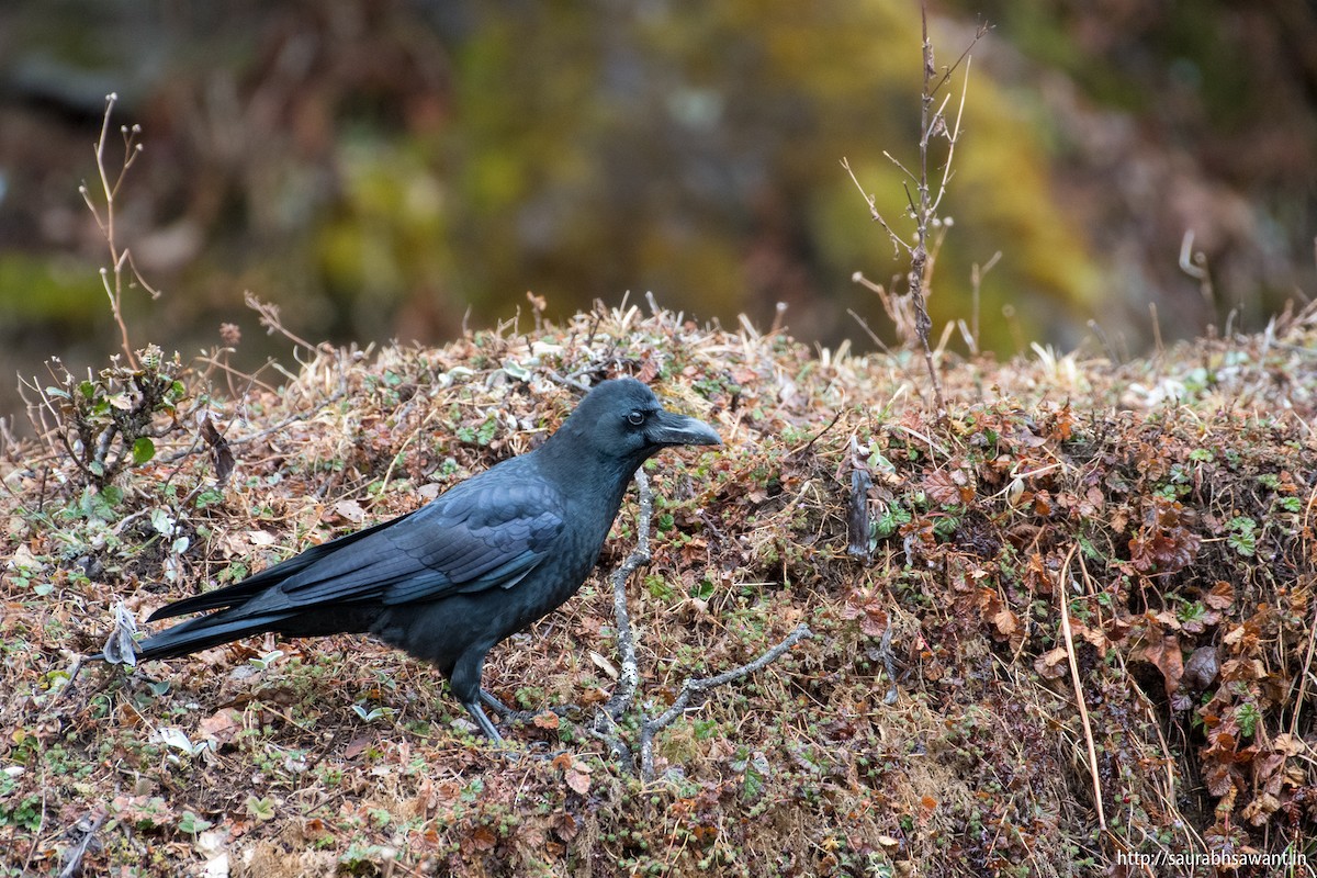 Large-billed Crow - Saurabh Sawant