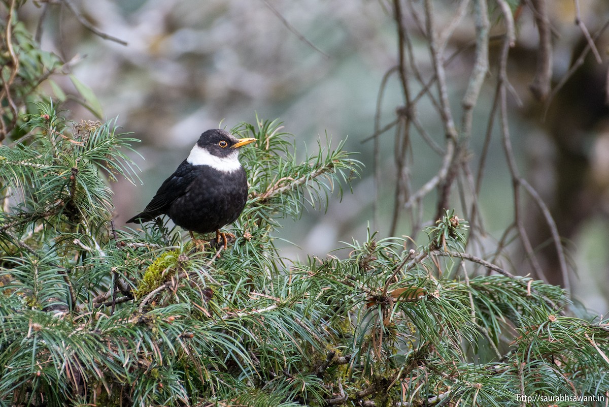 White-collared Blackbird - Saurabh Sawant