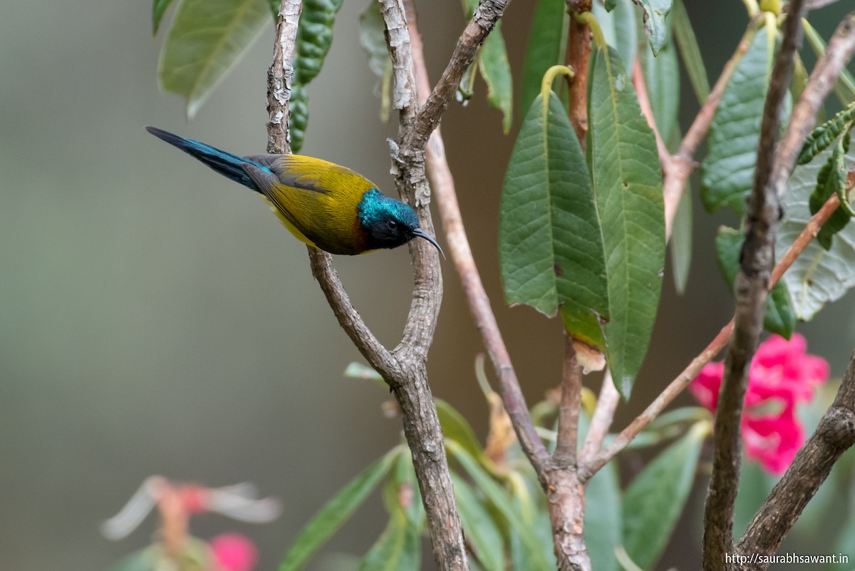 Green-tailed Sunbird - Saurabh Sawant