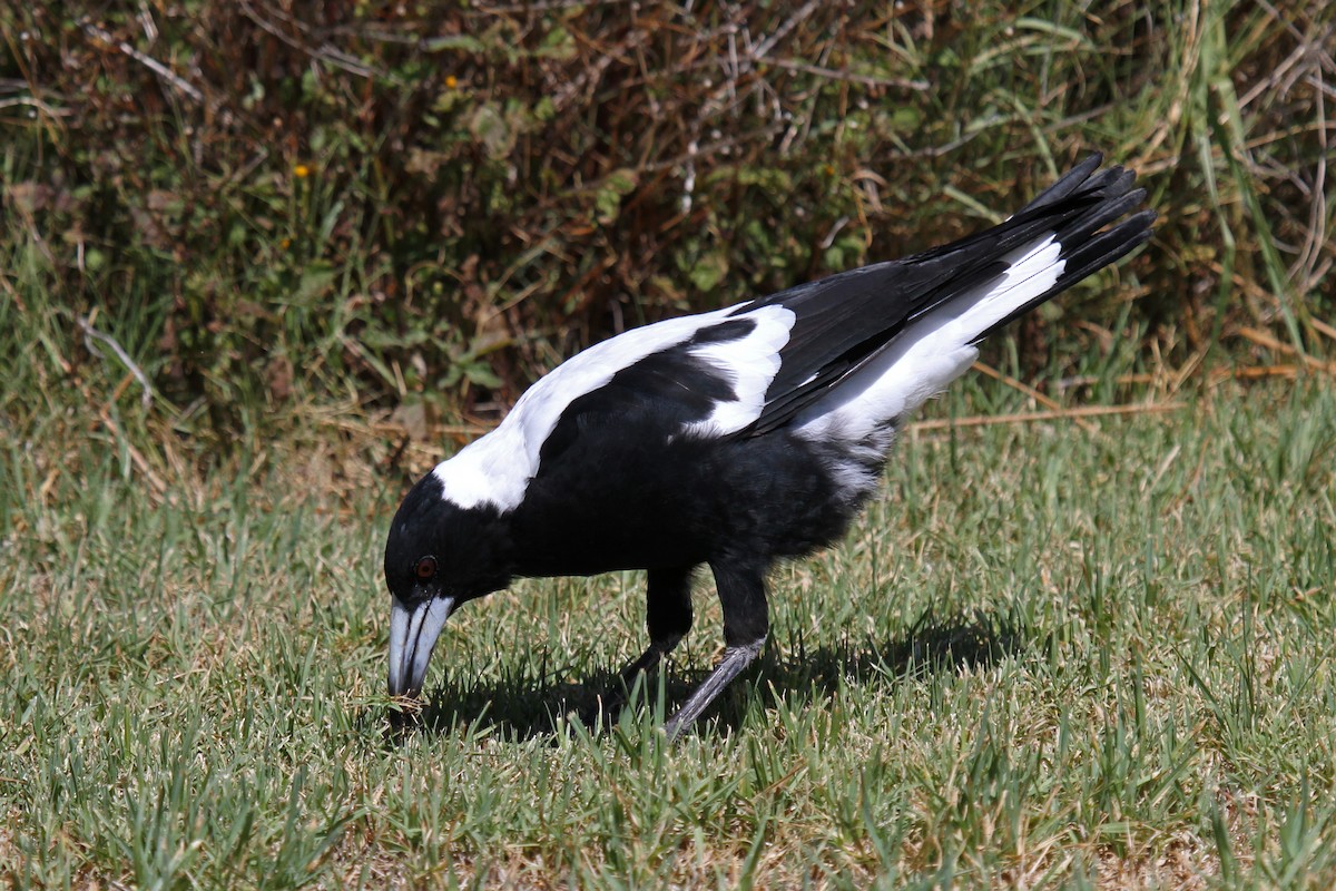 Australian Magpie (Western) - ML89094921