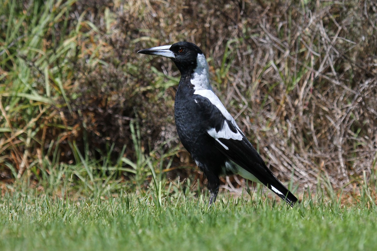 Australian Magpie (Western) - ML89094931