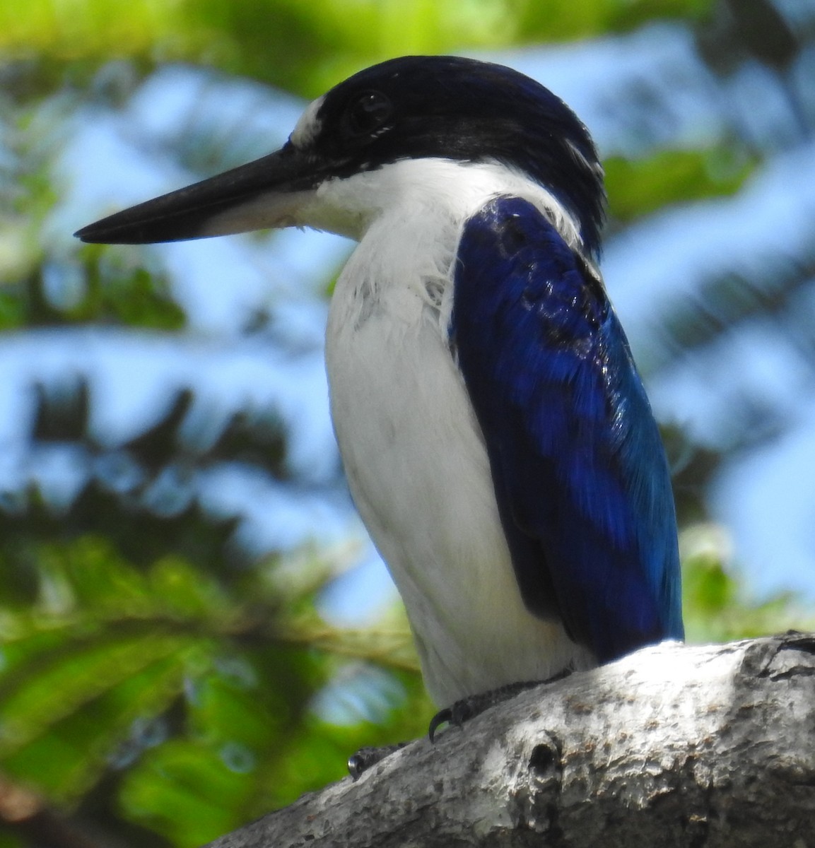 Forest Kingfisher - Colin Trainor