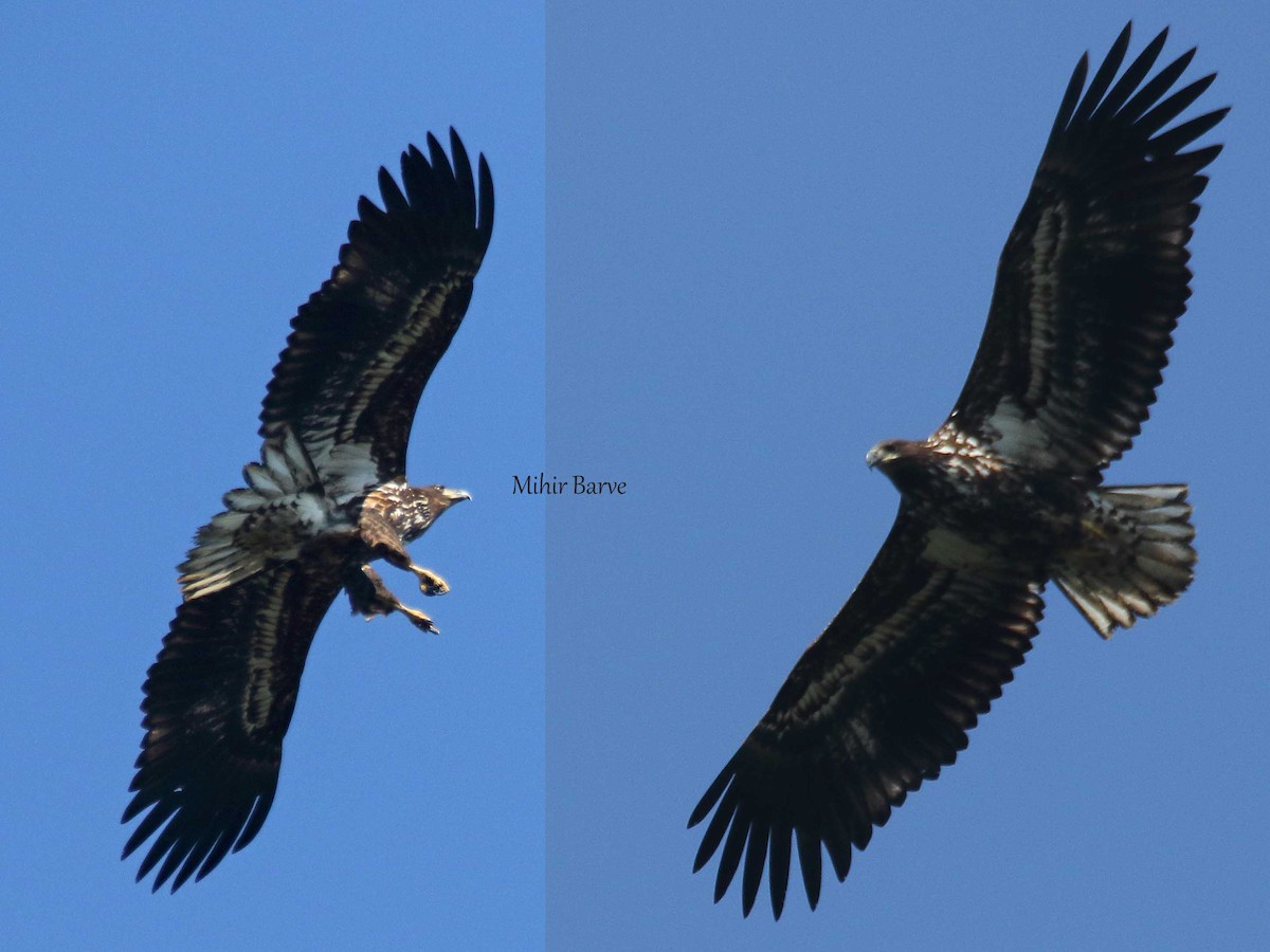 White-tailed Eagle - Mihir Barve