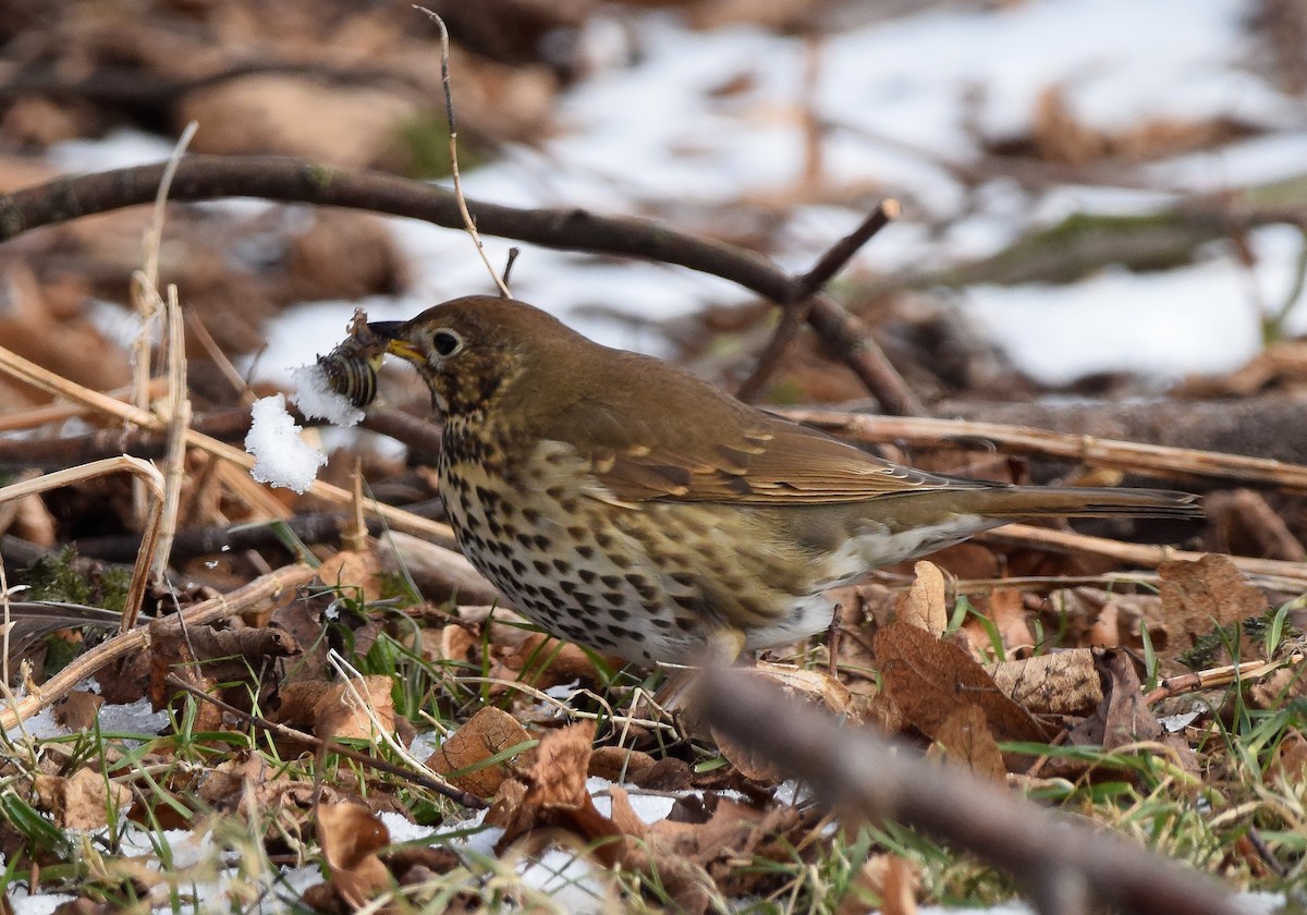 Song Thrush - A Emmerson