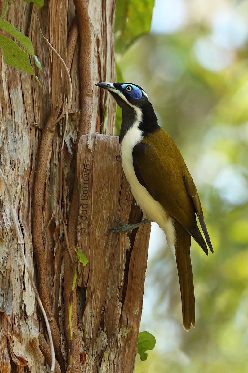 Blue-faced Honeyeater - Todd Burrows