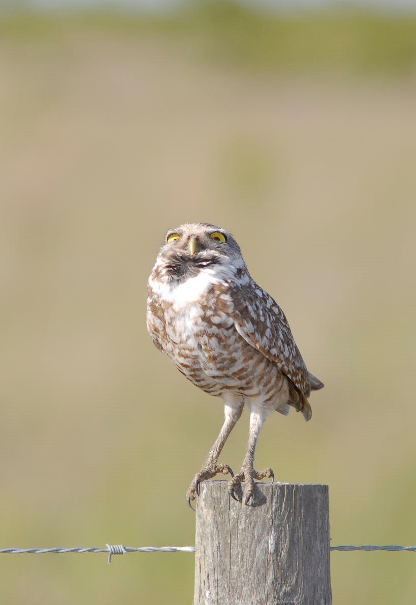 Burrowing Owl - ML89101811