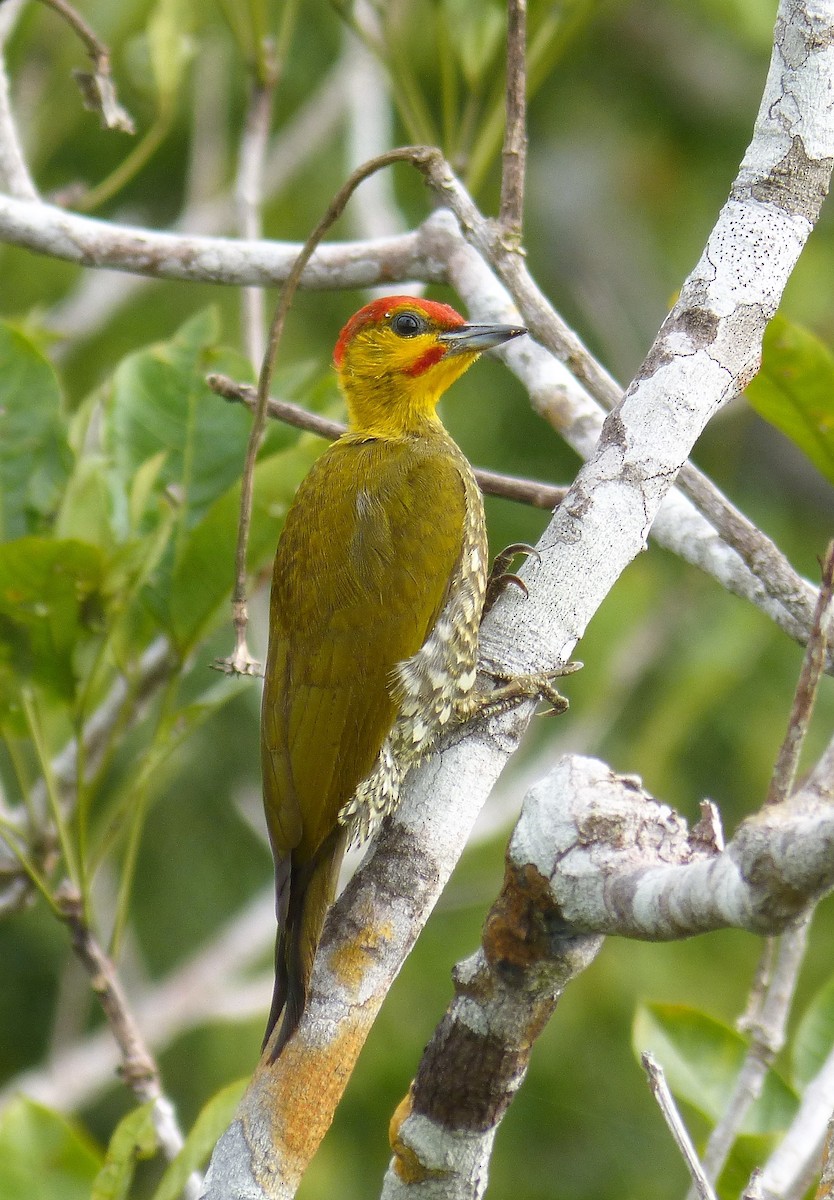 Yellow-throated Woodpecker - ML89102541
