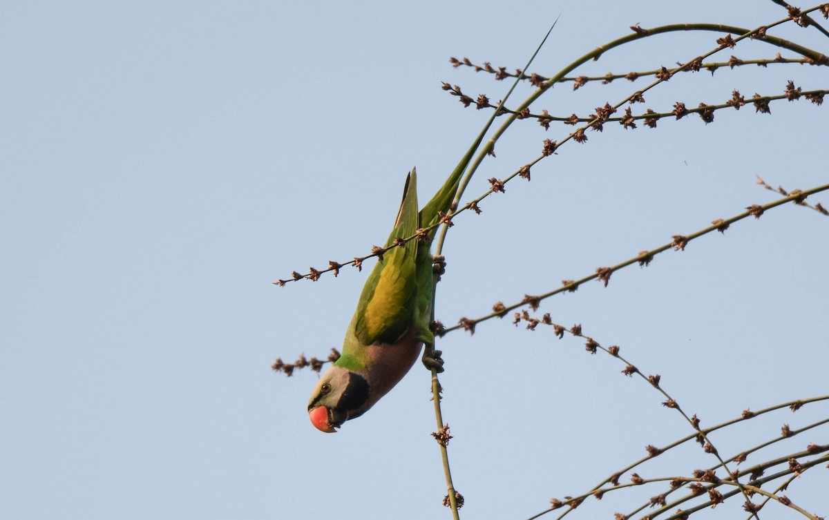 Red-breasted Parakeet - Jitendra Sarmah
