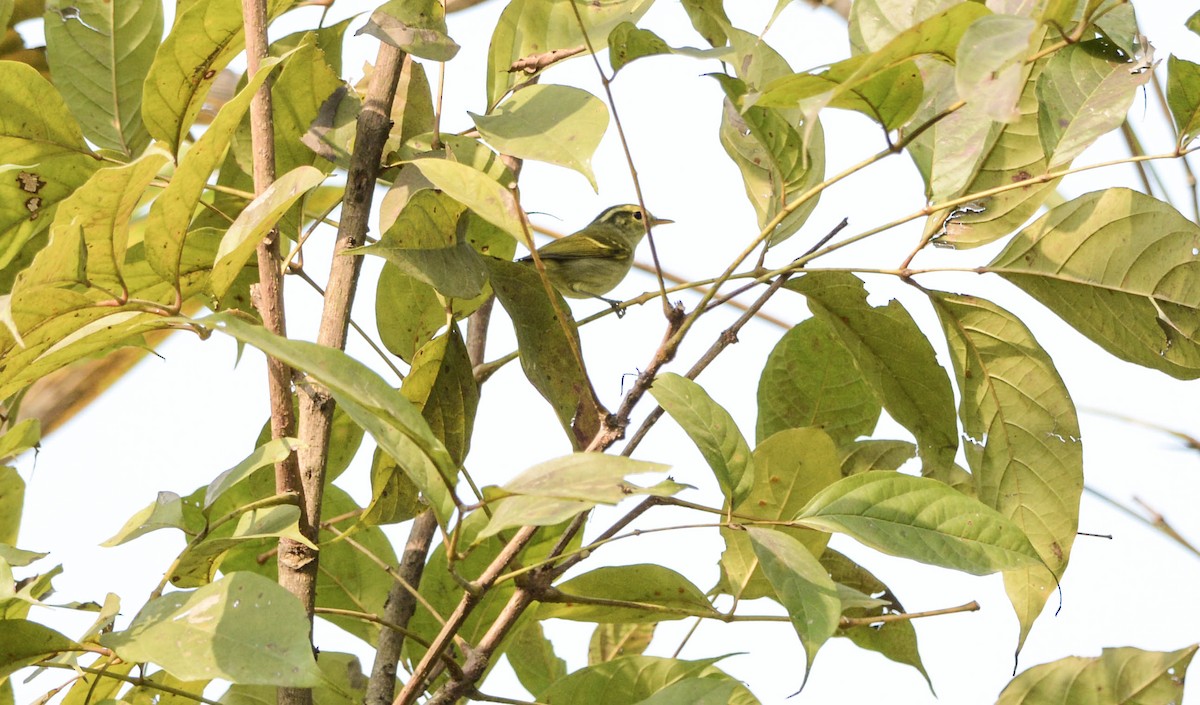 Blyth's Leaf Warbler - ML89102941