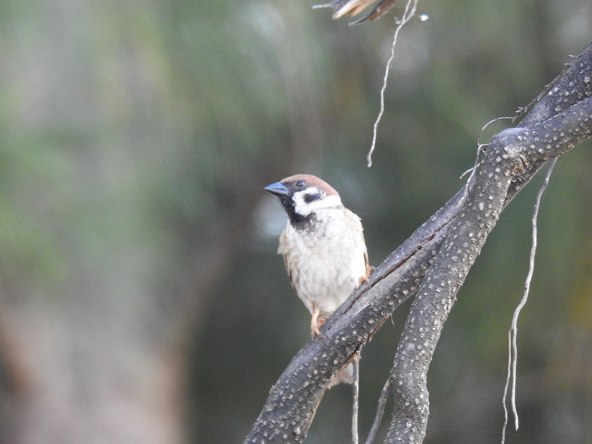 Eurasian Tree Sparrow - David Ratcliffe