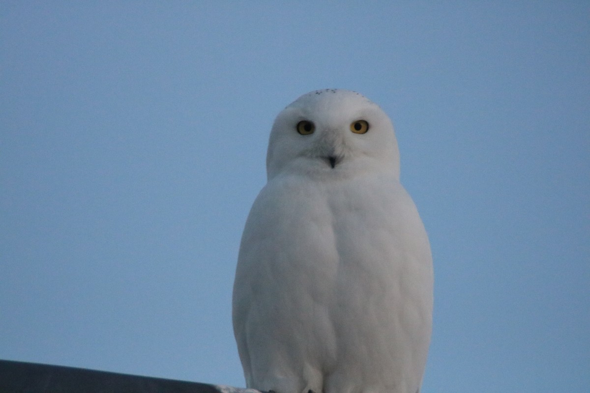 Snowy Owl - ML89103511