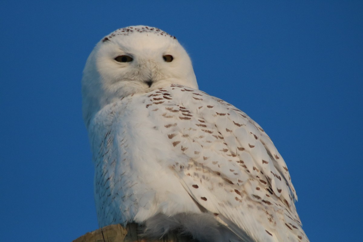 Snowy Owl - ML89103581