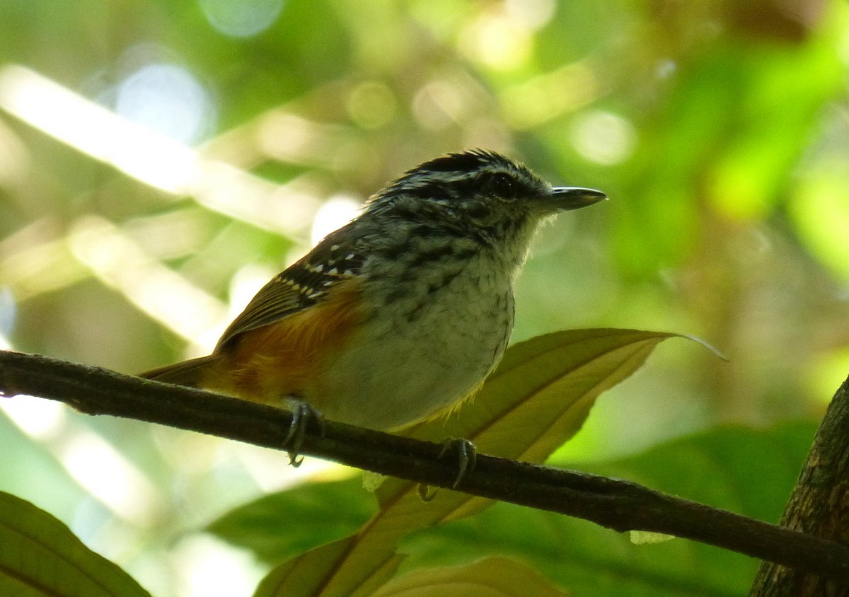 Guianan Warbling-Antbird - Terry Rosenmeier