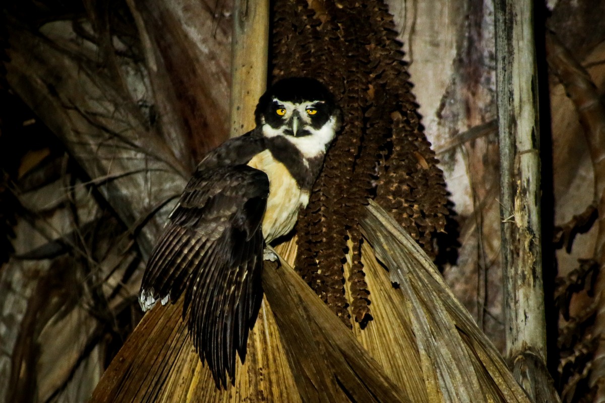 Spectacled Owl - Alexander Galvão