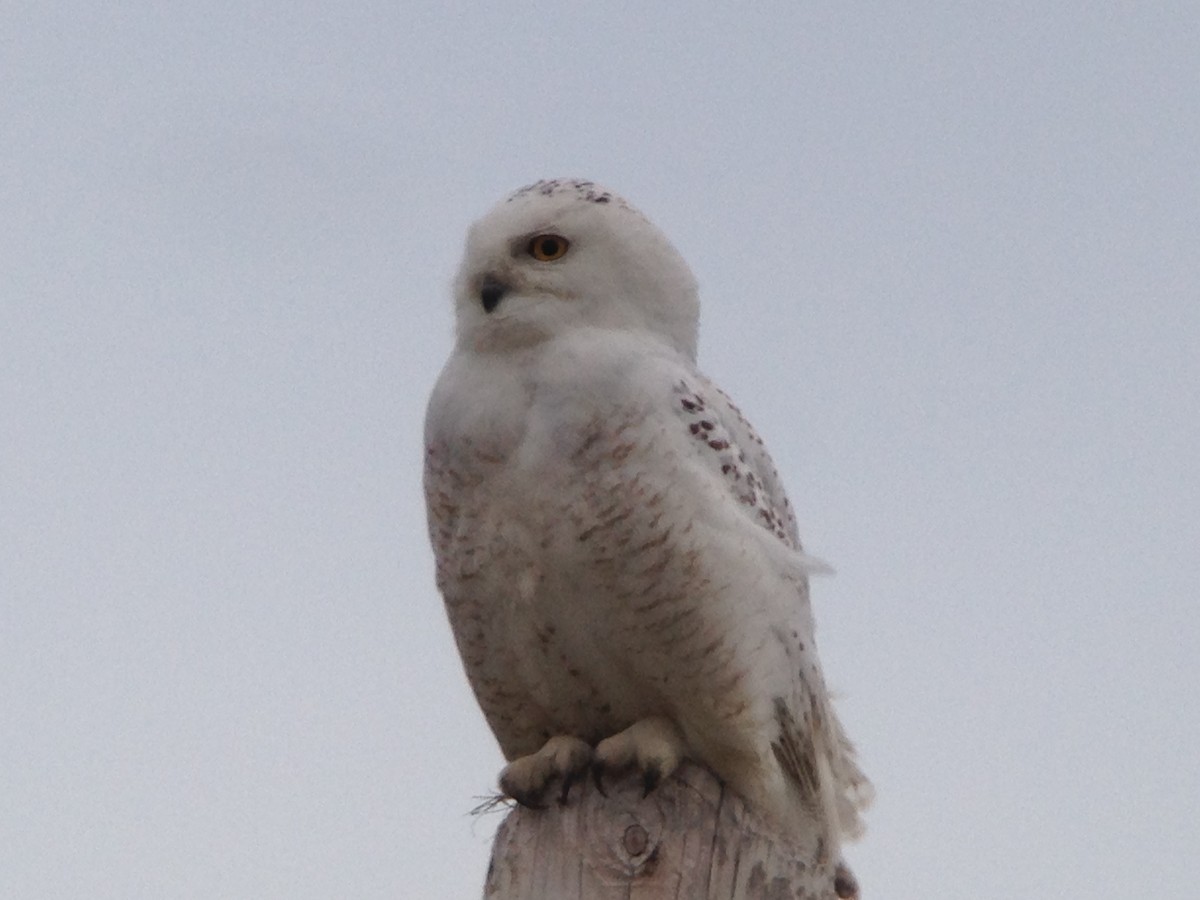 Snowy Owl - ML89107421