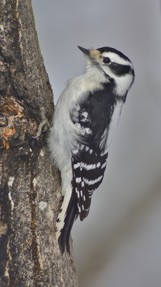 Downy Woodpecker - thomas berriman