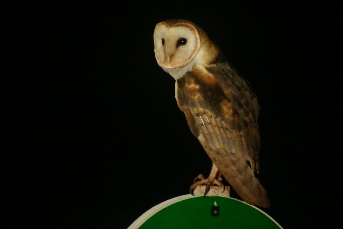 Barn Owl - Alexander Galvão