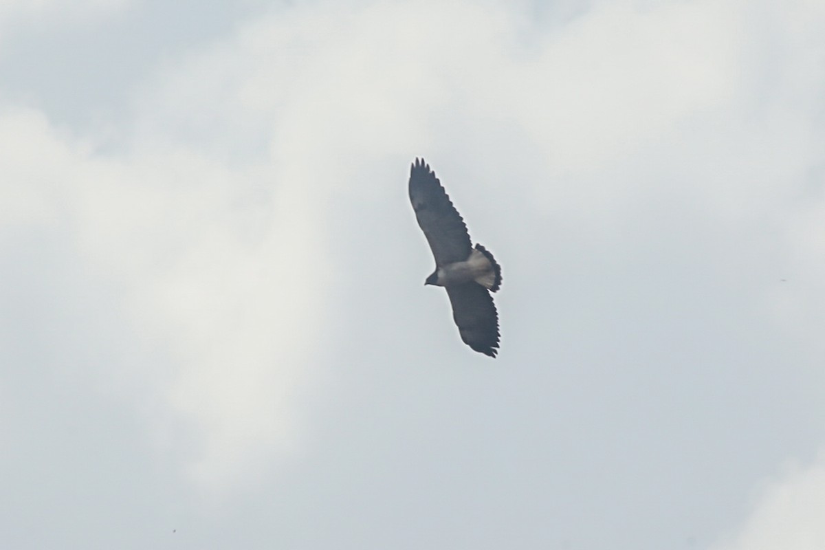 White-tailed Hawk - Alexander Galvão