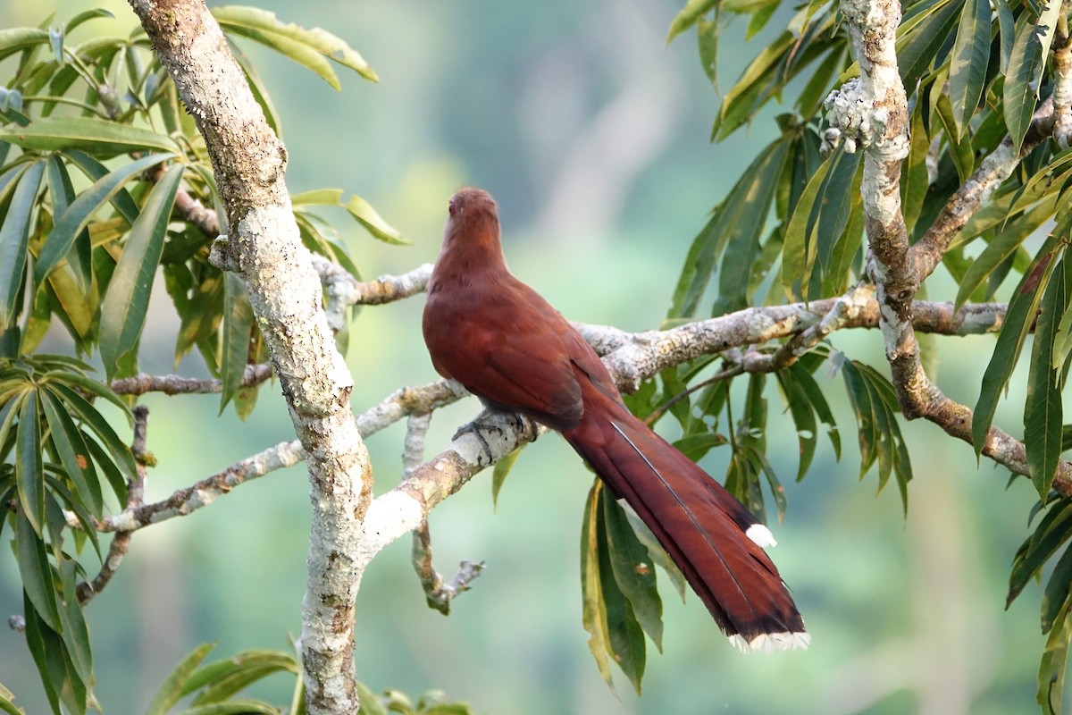 Squirrel Cuckoo (Amazonian) - ML89121091