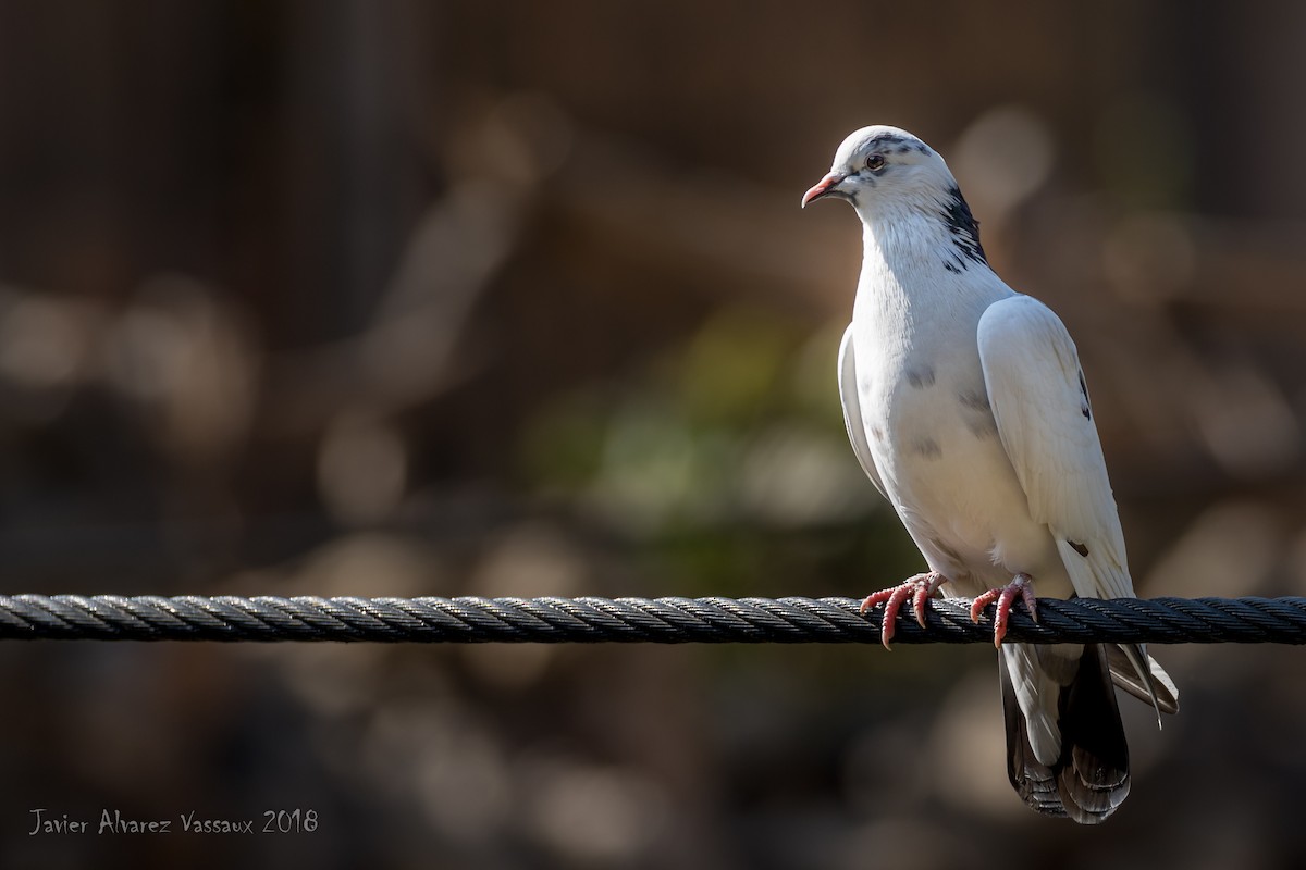 Rock Pigeon (Feral Pigeon) - ML89121581
