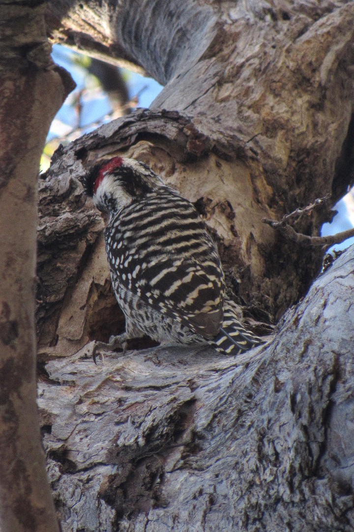 Striped Woodpecker - ML89122541