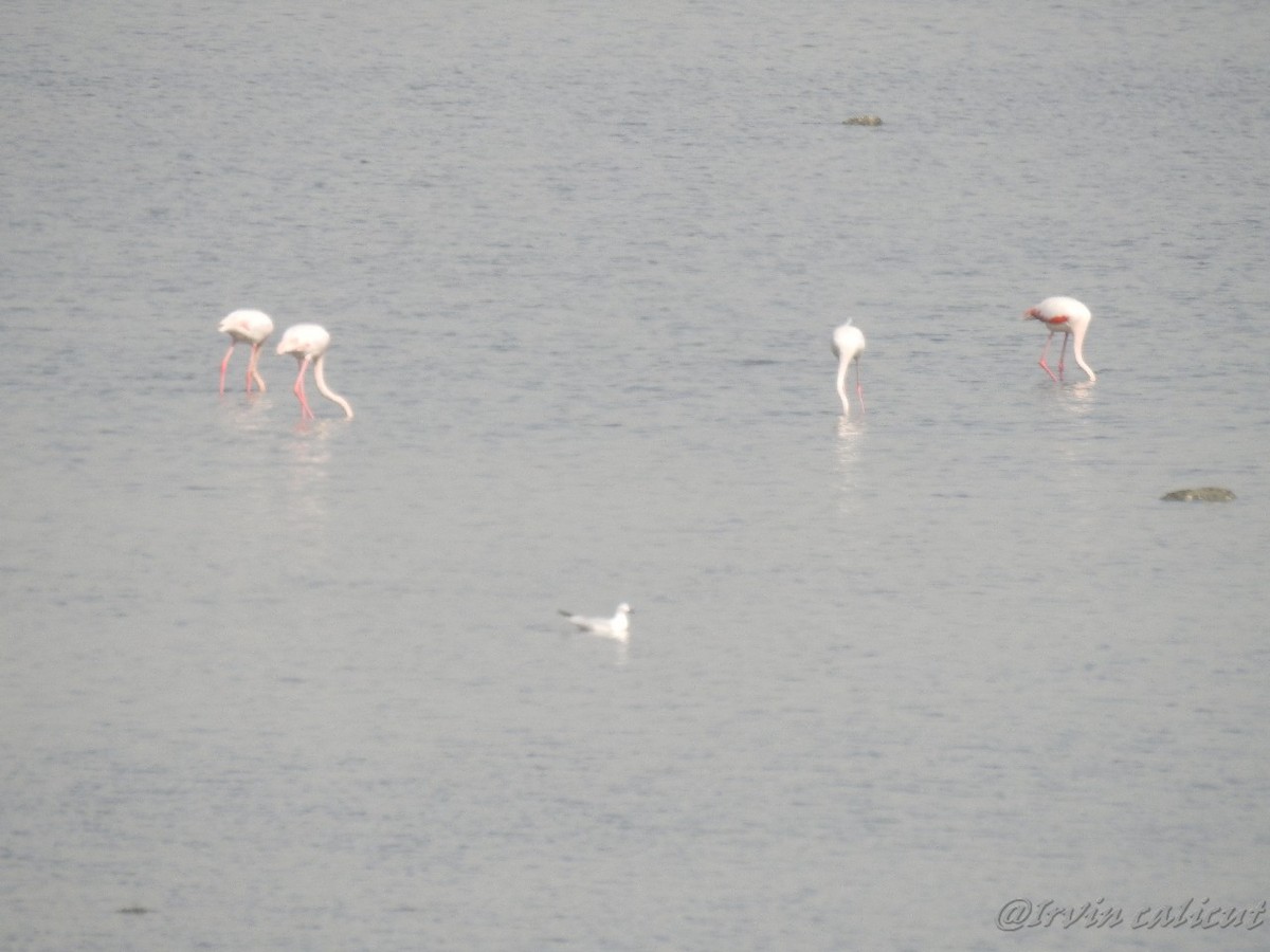 Greater Flamingo - ML89123031
