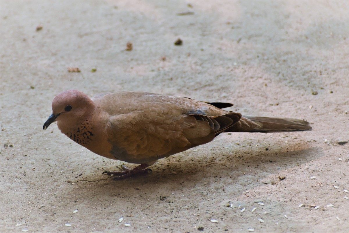 Laughing Dove - ML89123261