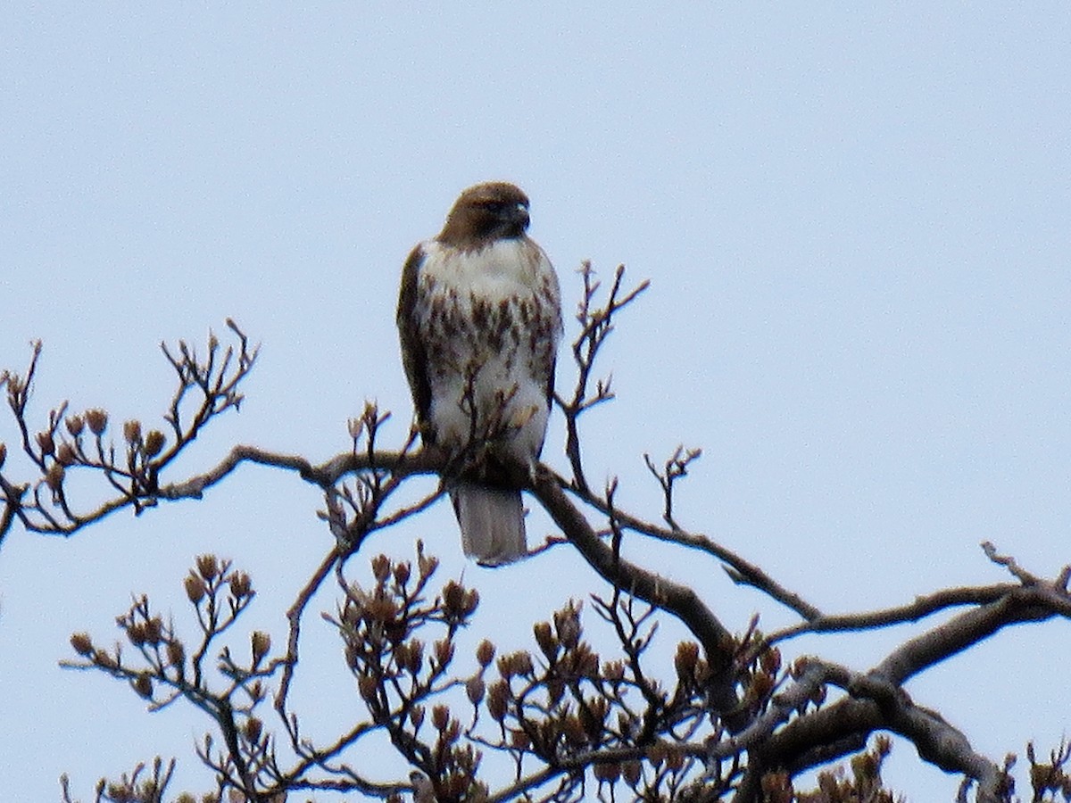 Red-tailed Hawk - ML89124411