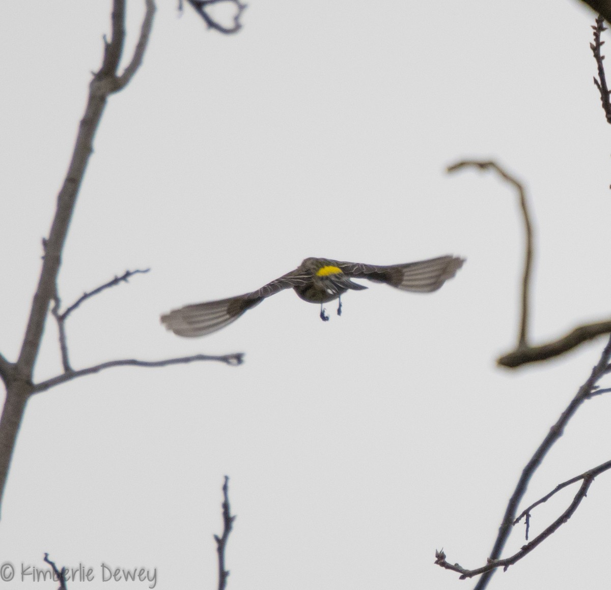 Yellow-rumped Warbler - Kimberlie Dewey