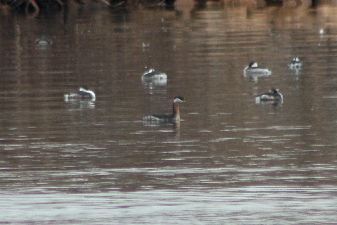 Red-necked Grebe - ML89127631