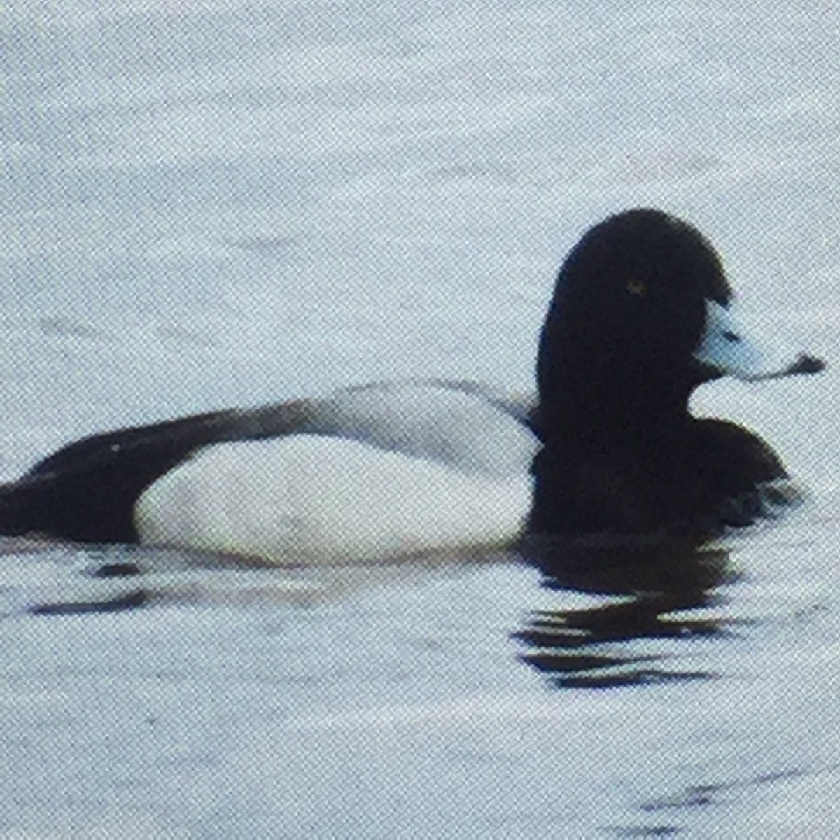 Greater Scaup - ML89128401